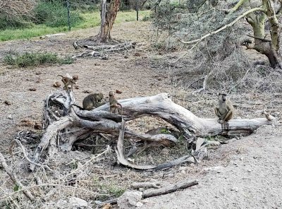 Baboons playing on fallen tree