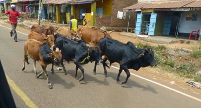 Moving cows on the road