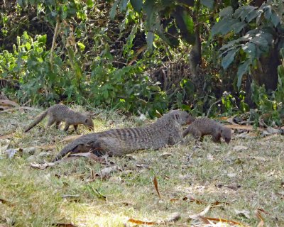 Striped Mongoose and two pups