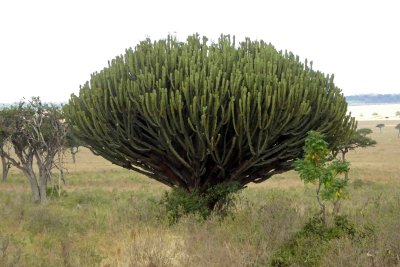 A really big Candelabra Tree
