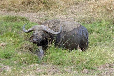 A muddy Cape Buffalo