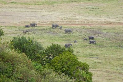 Herd of Elephants on The Mara