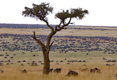 There are an estimated 1.3 million Wildebeests in Maasai Mara for the Great Migration