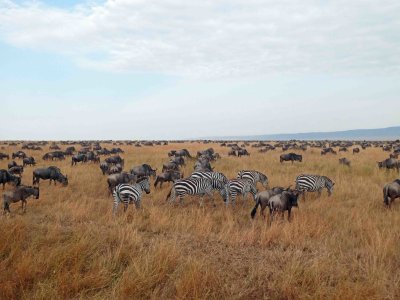 There are an estimated 200,000 Grant's Zebras in Maasai Mara