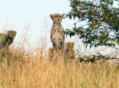 Mom and Cheetah cubs viewed at 80X zoom