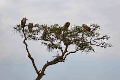 A tree full of White-backed Vultures