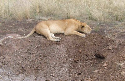 A Lioness sleeping on a mound of dirt