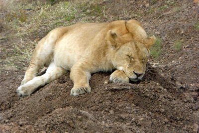 A little closer to the Lioness sleeping