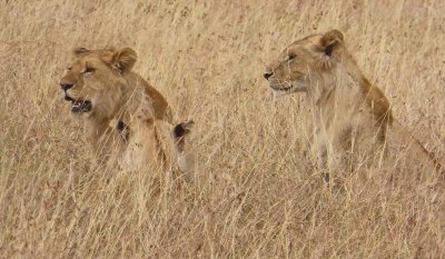Lionesses in tall grass near a fresh kill