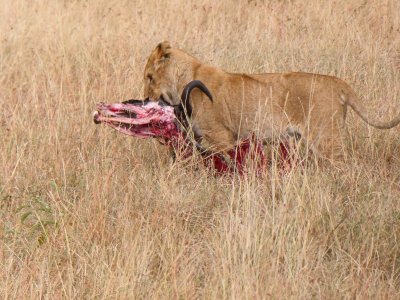 Lioness moving fresh kill