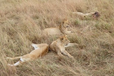 Lions relaxing after feeding