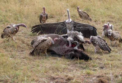 Vultures arguing over dead Wildebeest