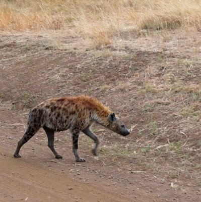 A Spotted Hyena crossing the road