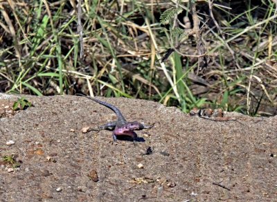 Agama Lizard on edge of bridge