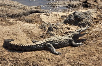 Crocodile on the banks of the Mara River