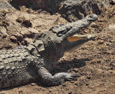 Crocs open their mouths to release heat from their bodies
