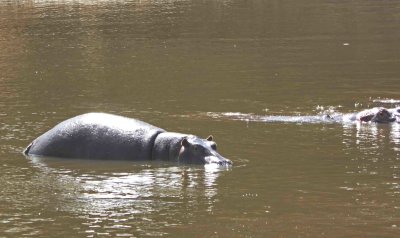 Hippos in Mara River