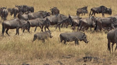 Two of the 'ugly five' running together (Wildebeests & Warthogs)