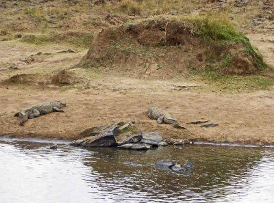 Crocodiles on the riverbank