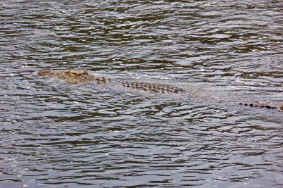 Crocodile in the Mara River