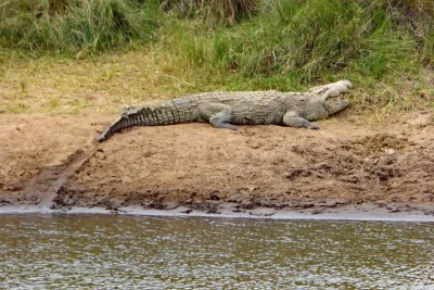 Big Croc just came out of Mara River