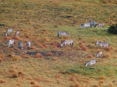A dazzle of Zebras on the Maasai Mara