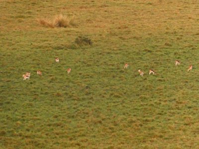 Herd of Thompson Gazelles viewed from the balloon