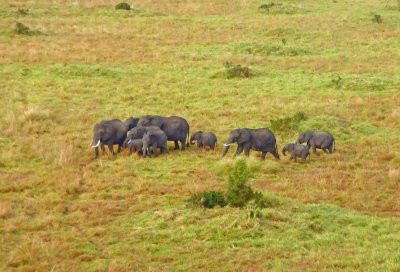 Watching a herd of Elephants from above
