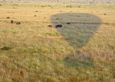 Cape Buffalo in the shadow of our balloon