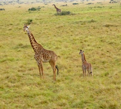 Mom & baby Giraffe checking us out
