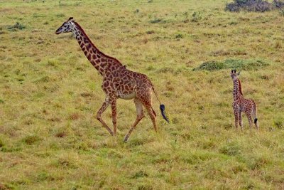 Love watching Giraffes run