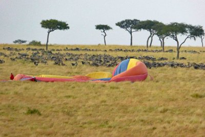 The first balloon landed close to herd of Wildebeests