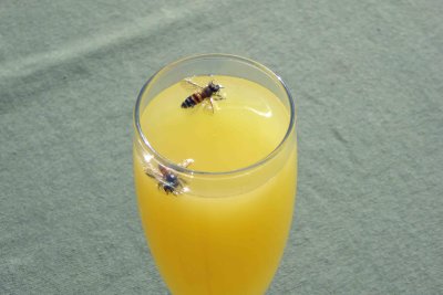 Bees enjoying left over mimosas