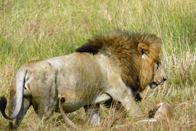 Found a male Lion on the way out of Maasai Mara