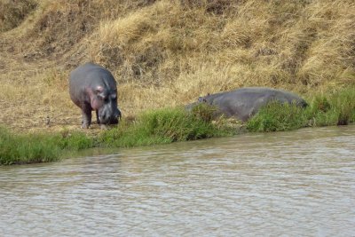 A pair of Hippos by a pond