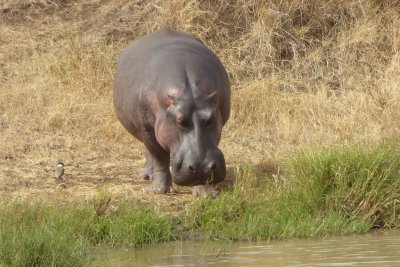 Looking at a Hippo up close