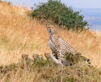 Cheetah moved to higher ground