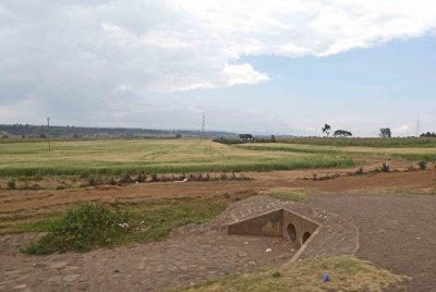 Narok County produces half of Kenya's wheat on an annual basis
