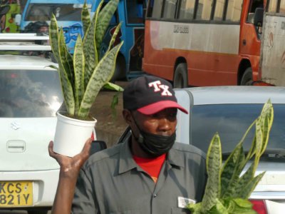 Selling plants in a traffic jam in Nairobi