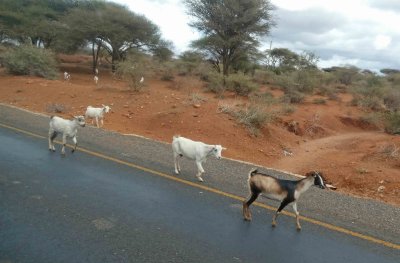 Interesting color goat on highway