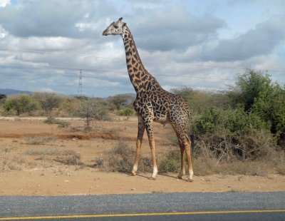 Maasai Giraffe along the highway in Tanzania