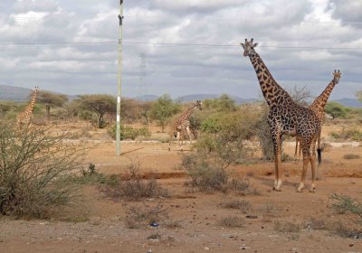 A tower of giraffes in Tanzania
