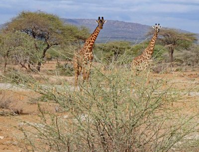 A pair of curious giraffes
