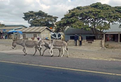 Donkeys along the highway