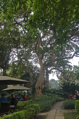 This is a 250-year old fig tree