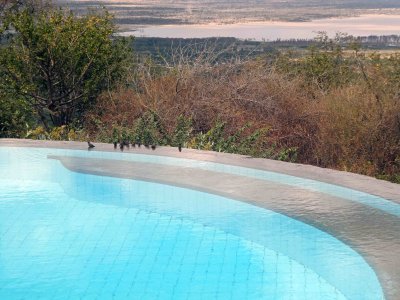 Birds enjoing the infinity pool at Lake Manyara Serena Lodge