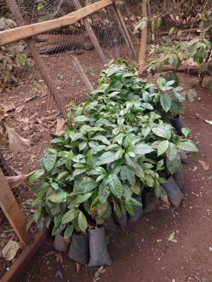 Coffee plants ready to plant or sell