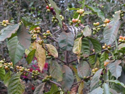 Coffee beans are ripe when totally red