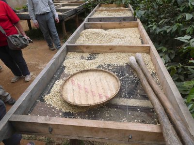 Coffee beans drying after going through a fermentation process