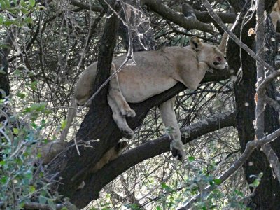 Lioness sleeping in tree